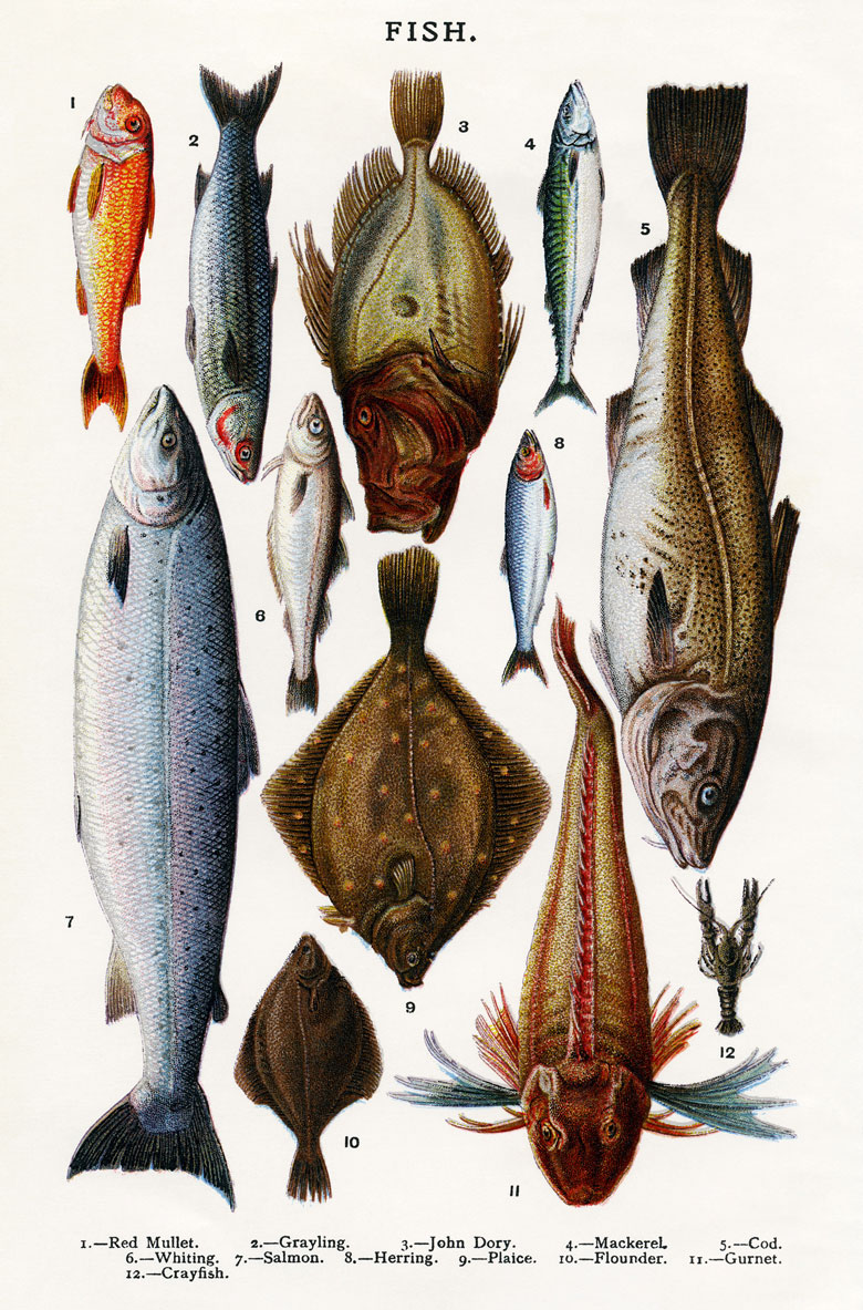A Pretty Kettle Of Fish Discover Seafood