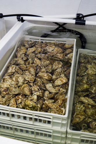 Porlock Bay Oyster Cleaning