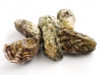 ROCK OYSTERS