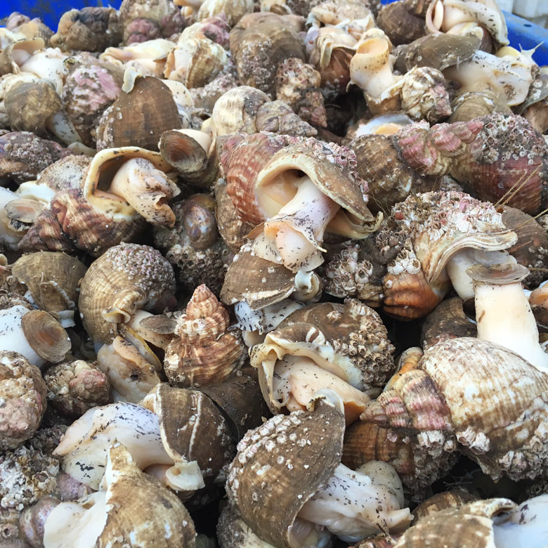 Wild about whelks - Discover Seafood